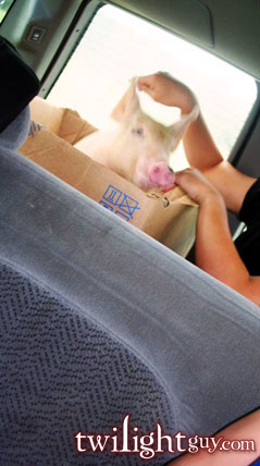 Pig In A Suburban